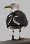 adult LBBG Dutch intergrade in September, ringed in the Netherlands. (85708 bytes)
